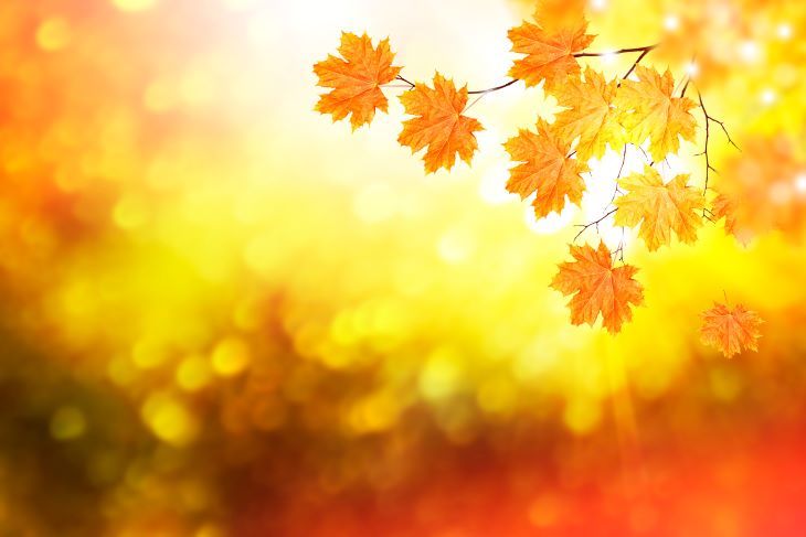 Autumn has come to Tokyo! A summary of autumn knowledge and the wonderful four seasons of Japan for foreigners