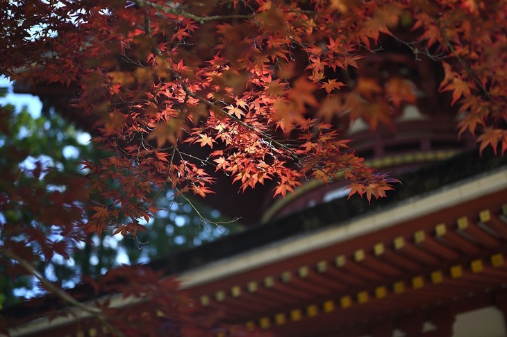 fall shrine 1.jpg