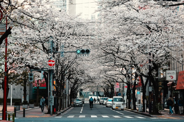 All About Cherry Blossom Season in Japan 