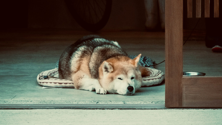 What to Know About Pet Sitting in Japan