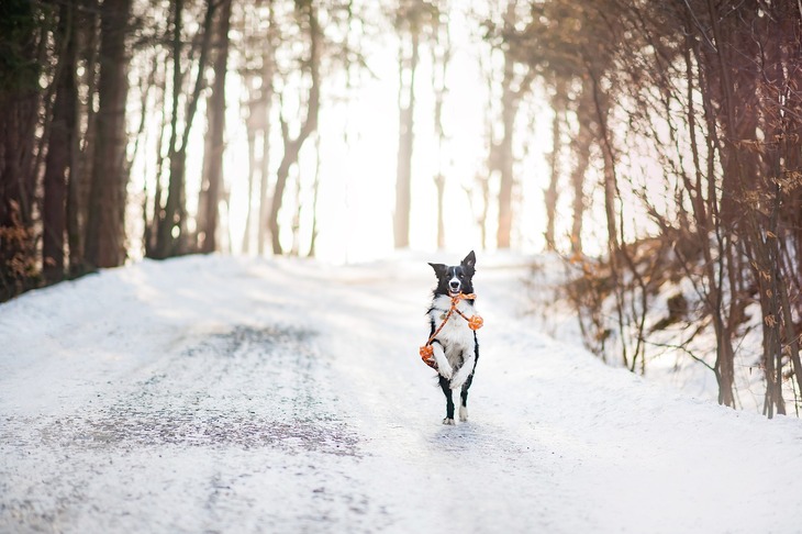 Keeping Your Pets Healthy in Japan in Winter