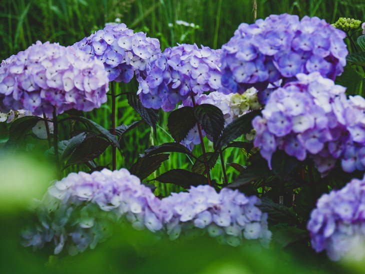 hydrangea 4.jpg