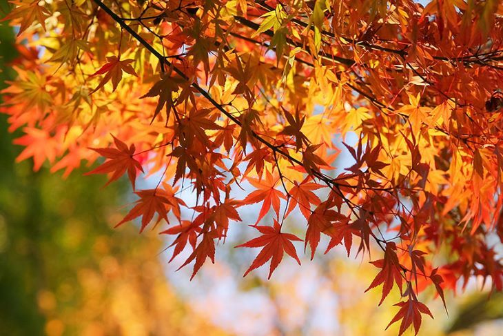 サイズ変更紅葉autumn-leaves_00033 - コピー.jpg