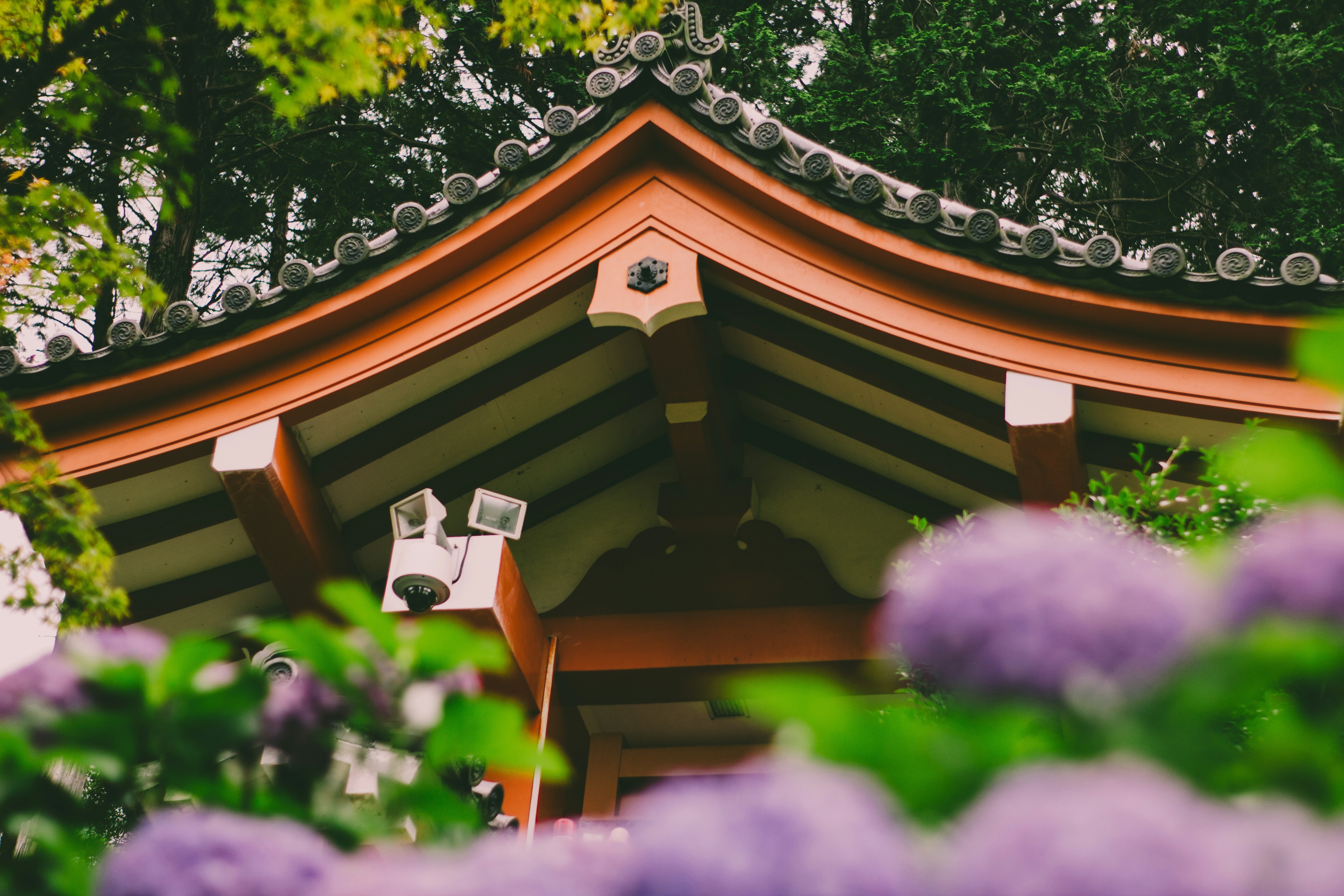 Hydrangea Season in Japan: Best Temples, Gardens, and Festivals for Ajisai Viewing