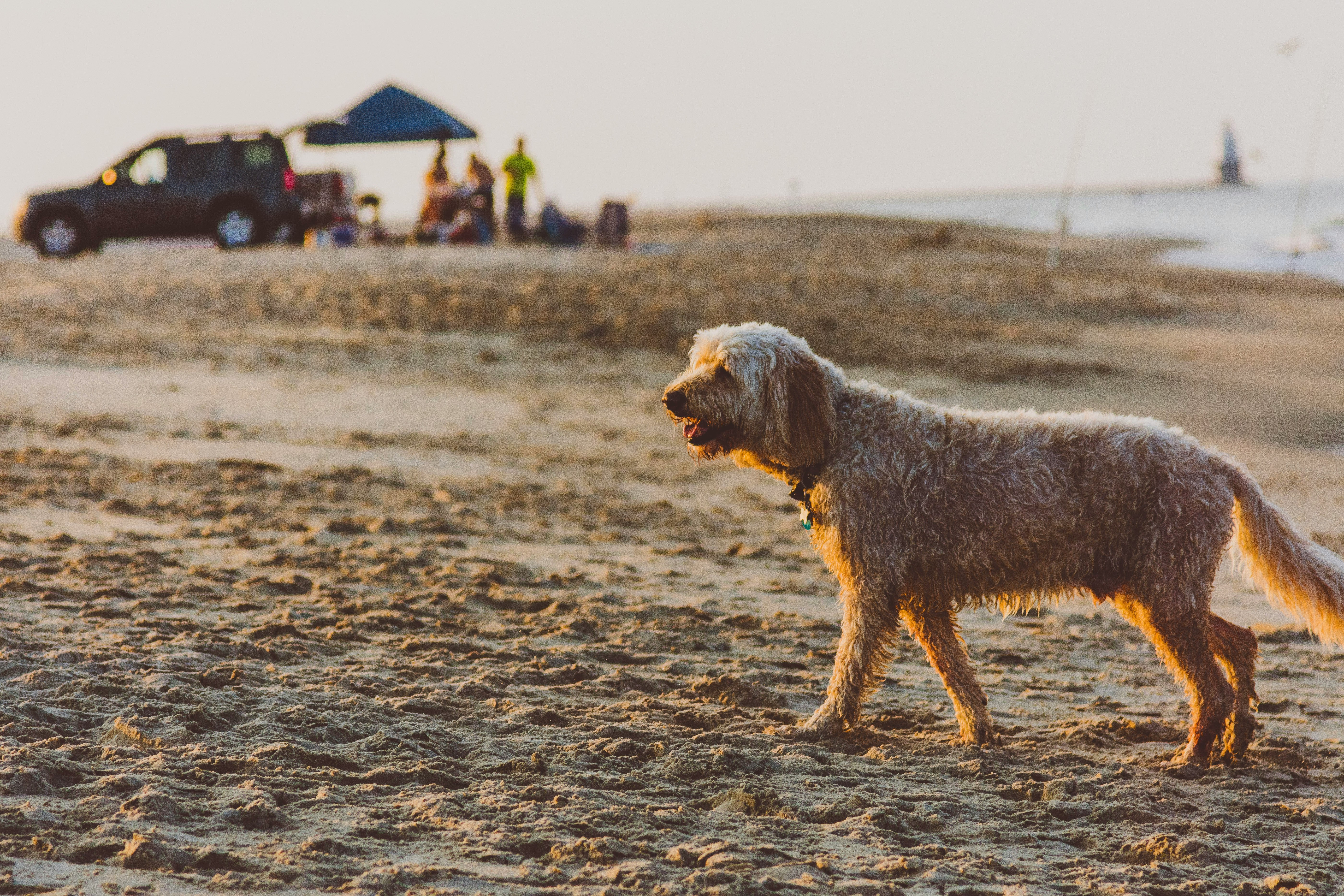 How to Protect Your Pets from Japan's Hot and Humid Summer