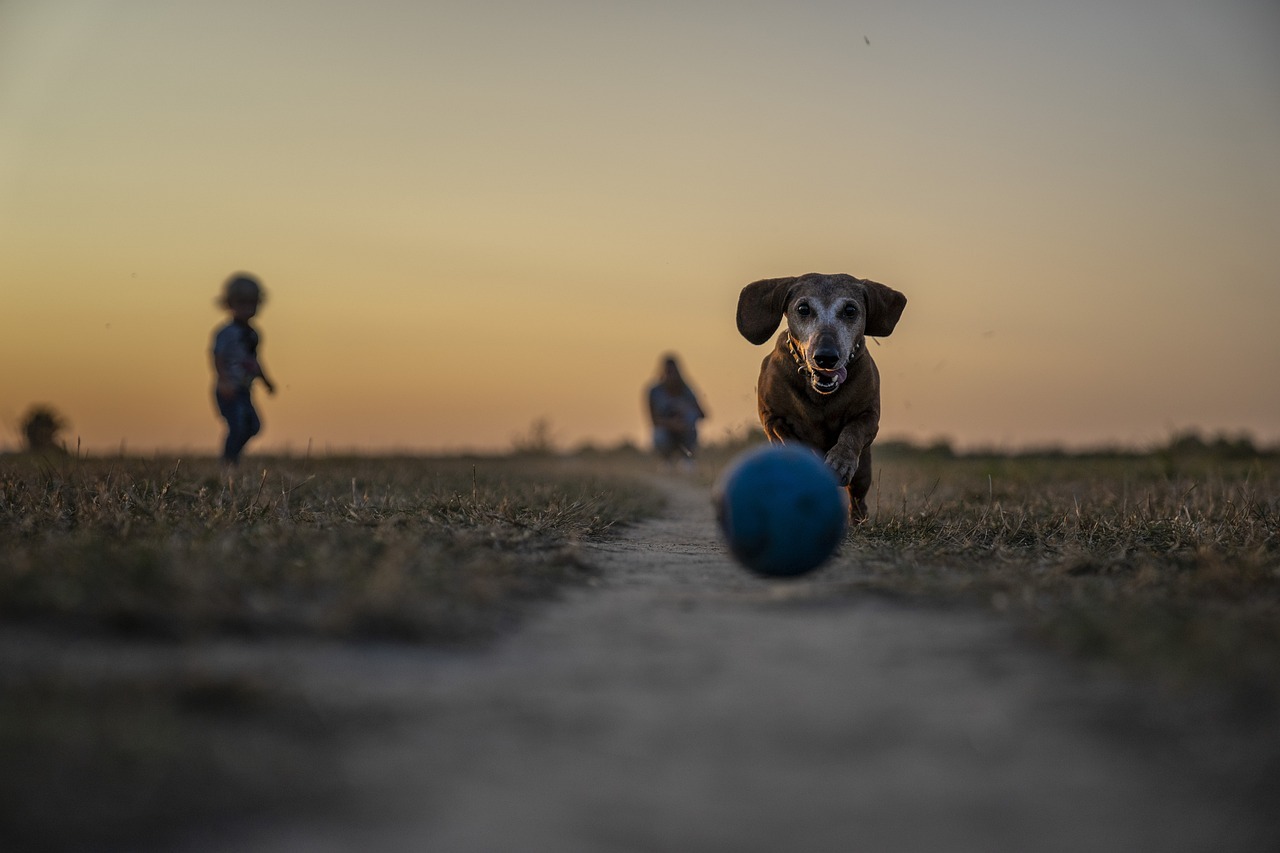 Pet-Friendly Places and Services in Tokyo